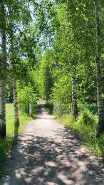 narrow walking path in the birch forest