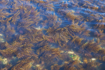 Sea water. Rocky seabed. Seaweed.