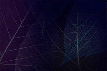 Beautiful Leaf veins texture, Abstract autumn background of Skeleton leaves dark blue	
