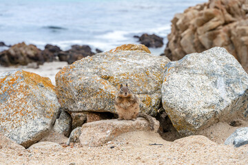 California ground squirrel on the coast
