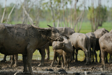 Naklejka premium Buffalo had been wallowing in a muddy pool. Buffalo was covered in mud and the flies were about it.