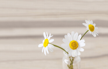 Medicinal daisies in a glass bottle on a gray background, top view
