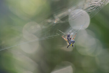 spider perching on web as background