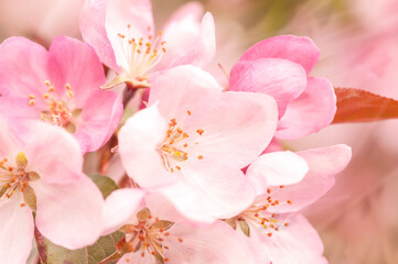 Fototapeta na wymiar blossoming apple tree, nature spring background