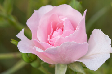 one pink rose  on a green background, selective focus