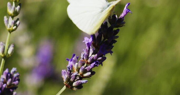 Pieris rapae butterfly on Lavandula (lavender) flower