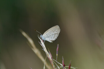 Butterfly perching on leaf as background