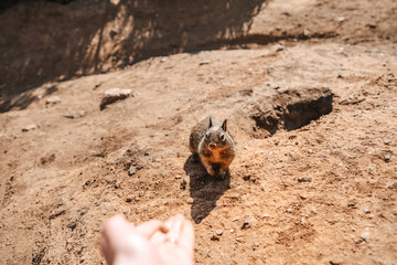 California ground squirrel on the coast