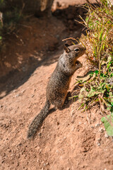 California ground squirrel on the coast