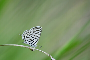 Butterfly perching on leaf as background