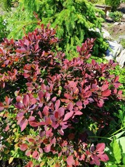 barberry with bright burgundy leaves against the background of soft green spruce needles on a sunny summer day. floral wallpaper