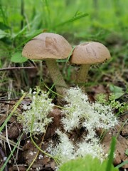 birch mushrooms with brown caps in the forest near white flowers on the background of moss, fallen leaves and grass.Beautiful Natural Wallpaper