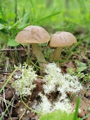 birch mushrooms with brown caps in the forest near white flowers on the background of moss, fallen leaves and grass.Beautiful Natural Wallpaper