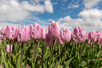 Purple tulips against a blue sky with clouds.