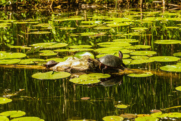 Painted turle (Chrysemys picta) warming in the sun on a log in the Bird Sanctuary on the Toronto Islands