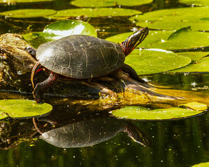 Painted turle (Chrysemys picta) warming in the sun on a log in the Bird Sanctuary on the Toronto Islands