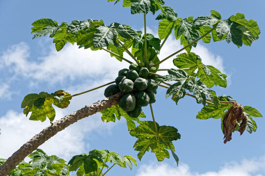 Arbre papayer et ses fruits en Guyane fran&ccedil;aise