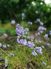 Blurry floral background of soft blue and purple allium flowers close up flower wallpaper	