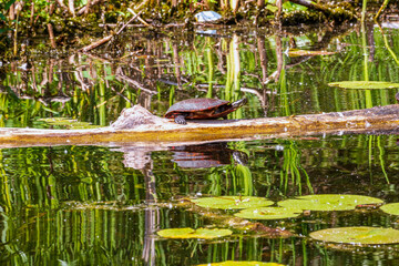 Painted turle  (Chrysemys picta) warming in the sun  on a log  in the Bird Sanctuary on the Toronto Islands 