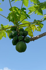 Maturation de belles papayes en Guyane française