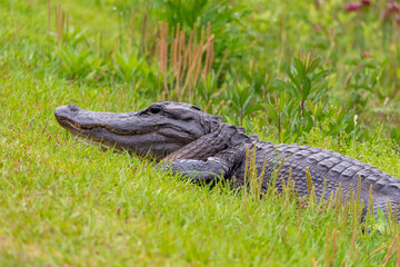 Very large and wild American Alligator resting in grass near roadside at Okefenokee wetland swamp...