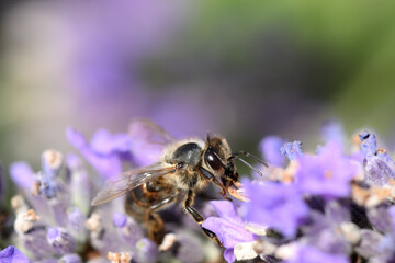 abeille