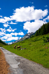 Fototapeta na wymiar alpin scenery with cows during summer (Montafon, Austria)