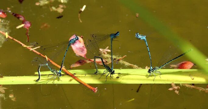 Four Pairs Of Azure Damselfly (Coenagrion Puella) Mating, Perched On Grass Stem. Close Up View Macro Shot - DCi 4K Resolution
