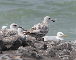 A colony of European herring gulls  (Larus argentatus) resting on a rocky coastal embankment with waves breaking on the sea in the background. Juveniles and an adult bird.