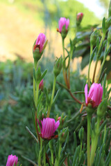 trailing ice plant flower macro photo