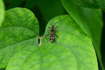 ホソヘリカメムシの幼虫（埼玉県/6月）