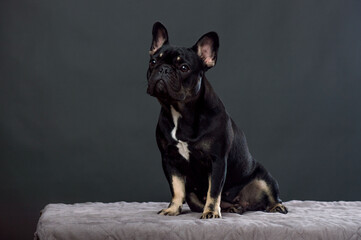 Black French Bulldog