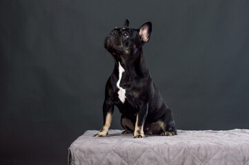 Black French Bulldog