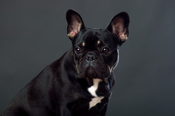 Black French Bulldog