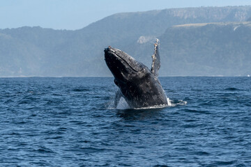 Humpback whale (Megaptera novaeangliae) breaching off South Africa's Southern coast during sardine run.