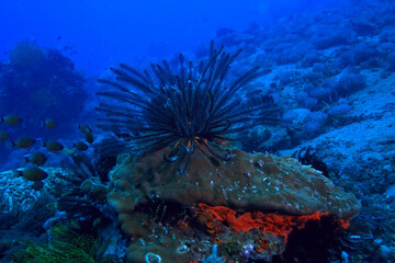 marine ecosystem underwater view / blue ocean wild nature in the sea, abstract background