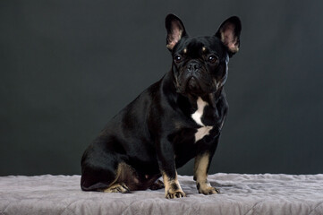 Black French Bulldog