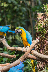 The lovely parrot in the zoo