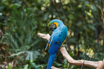 The lovely parrot in the zoo
