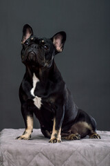 Black French Bulldog