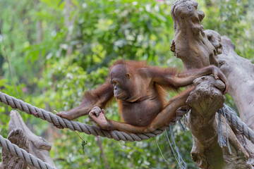 An orangutan at the zoo