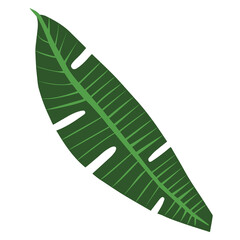 Banana light green small leaf isolated on white background. Tropical series