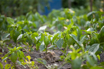 Growing bell pepper in a farmer's field