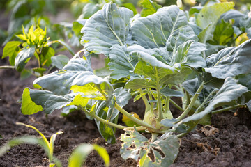 Kohlrabi, Turnip Rooted Cabbage