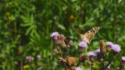 Butterfly est nectar on a thistle flower.