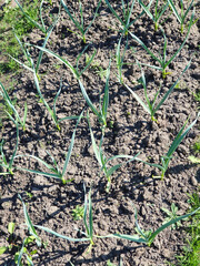 Green garlic plantation. Garlic plants in ground, seedlings. Vertical photo.
