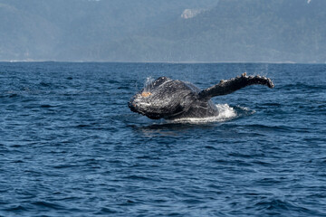 Humpback whale (Megaptera novaeangliae) breaching off South Africa's Southern coast during sardine run.