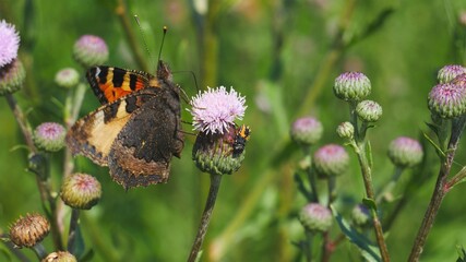 Butterfly est nectar on a thistle flower.