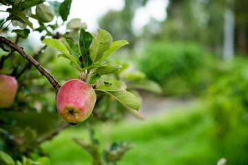 Natural cultivation of Apple on the tree.