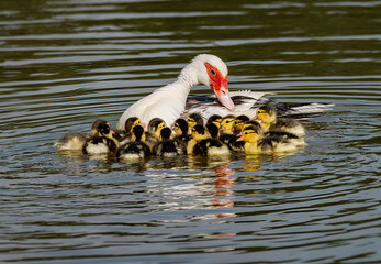 Mother Muscovy Duck with Ducklings
